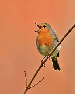 Sing: European robin (Erithacus rubecula) singing on a