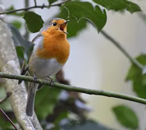 Sing: European Robin (Erithacus rubecula) singing, Northern
