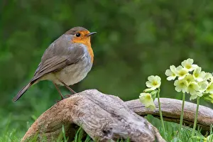 Primrose: European robin (Erithacus rubecula) sits on a root