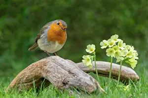 Primrose: European robin (Erithacus rubecula) sits on a root