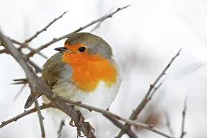 Bramble: European robin (Erithacus rubecula) sitting in a