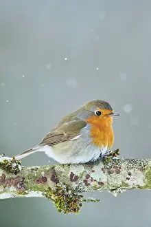 Fluff: European robin (Erithacus rubecula) sitting on a