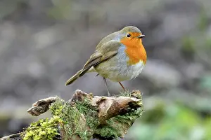 Deadwood: European robin (Erithacus rubecula), sitting on