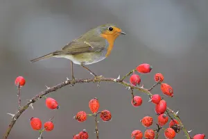 Seminal: European robin (Erithacus rubecula), sitting on