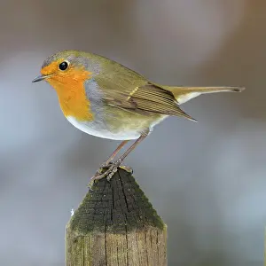 Picket: European robin (Erithacus rubecula), sitting on