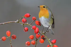 Seminal: European robin (Erithacus rubecula), sitting on