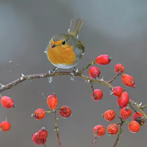 Seminal: European robin (Erithacus rubecula), sitting on