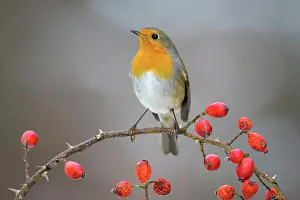 Seminal: European robin (Erithacus rubecula), sitting on