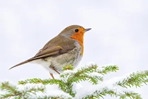 Terfens: European robin (Erithacus rubecula), sitting on