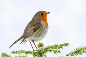 Terfens: European robin (Erithacus rubecula), sitting on