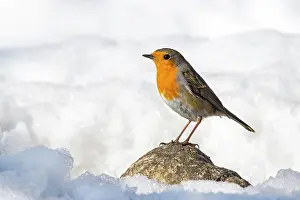 Terfens: European robin (Erithacus rubecula), sitting on