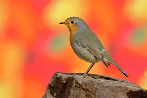 251020: European robin (Erithacus rubecula) sitting on a