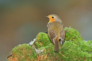 Root: European robin (Erithacus rubecula) sitting on a