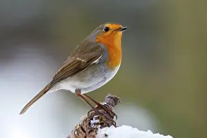 Root: European robin (Erithacus rubecula), sitting on