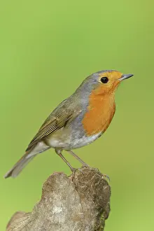 Root: European robin (Erithacus rubecula), sitting on