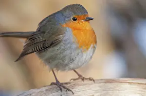 Erithacus: European robin (Erithacus rubecula) sitting in the