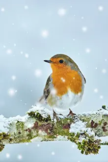 110721: European robin (Erithacus rubecula) sitting on a branch in t
