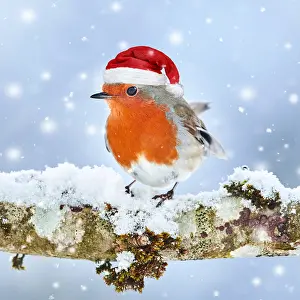 220522: European robin (Erithacus rubecula) sitting on a branch in t