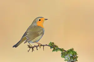 Erithacus: European robin (Erithacus rubecula) sitting on moss-covered