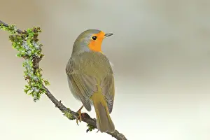 Erithacus: European robin (Erithacus rubecula) sitting on moss-covered