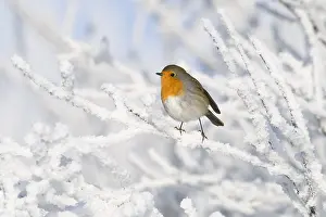 Schagen: European Robin (Erithacus rubecula) on snow-cov