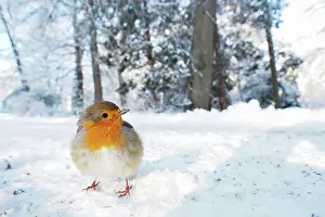 Erithacus: European robin (Erithacus rubecula) on snow-covered