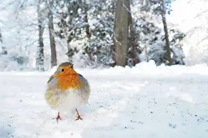 Erithacus: European robin (Erithacus rubecula) on snow-covered