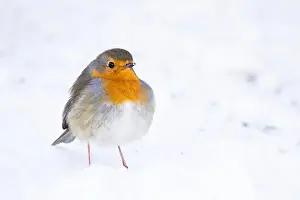Erithacus: European robin (Erithacus rubecula) on snow-covered