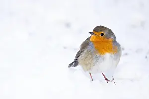 Erithacus: European robin (Erithacus rubecula) on snow-covered