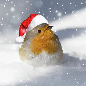 250521: European robin (Erithacus rubecula) on snow-covered ground w