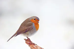 Solms: European robin (Erithacus rubecula), Solms, Hesse
