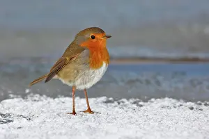 Championship: European robin (Erithacus rubecula) standing at