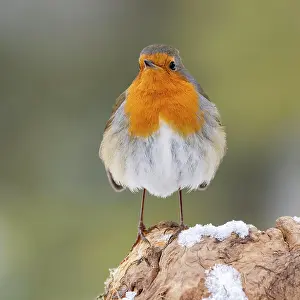 Root: European robin (Erithacus rubecula), standing on