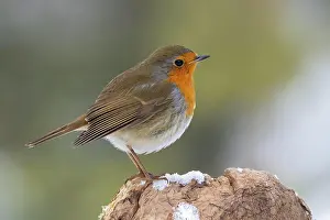 Root: European robin (Erithacus rubecula), standing on