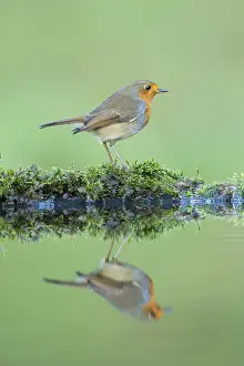 Europ: European Robin (Erithacus rubecula) standing o