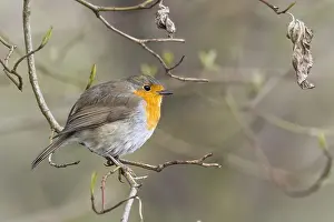 200421: European robin (Erithacus rubecula) stands on branch