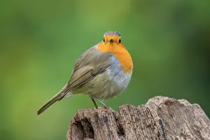 Lorraine: European robin (Erithacus rubecula) on a stump