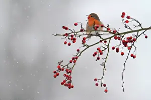 Crataegus: European Robin (Erithacus rubecula) swallowing a