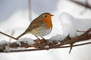 Thuringia: European robin (Erithacus rubecula), Thuringia