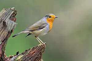 Veluwe: European Robin (Erithacus rubecula), Veluwe, Ge