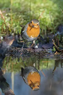 Trough: European robin (Erithacus rubecula), at watering