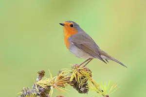 Erithacus: European robin (Erithacus rubecula) wildlife, sitting