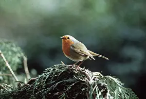 Elizabeth Bomford: EUROPEAN ROBIN - on evergreen
