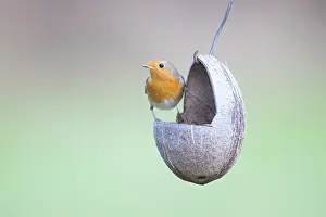 Robin: European Robin feeder 02