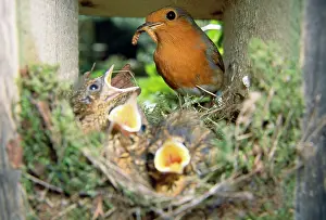 Larva: European ROBIN - feeding young at nest, with caterpillar