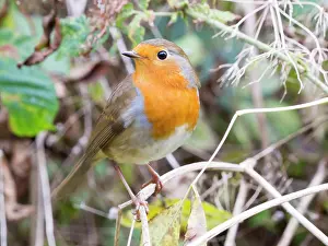 Robin: European Robin - female in Autumn - UK