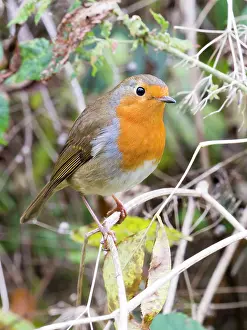 Robin: European Robin - female in Autumn - UK