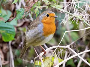 Robin: European Robin - female in Autumn - UK
