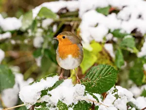 Robin: European Robin - female in snow - UK