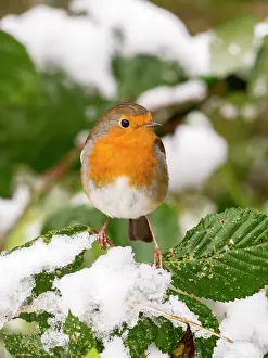 Robin: European Robin - female in snow - UK
